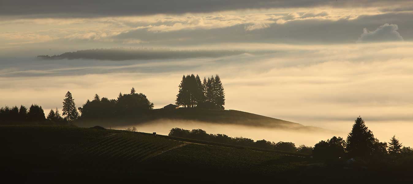 fog rolling through vineyard valleys at dawn