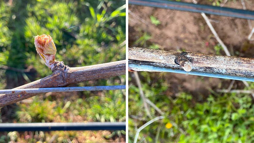 vineyard-elevation-matters photo of grape vines with buds at different stages